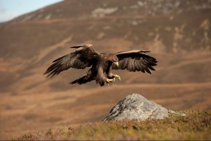 The Golden Eagle Facts and Info